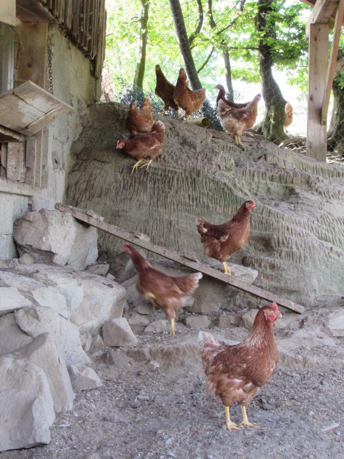 Stockreutehof Διαμέρισμα Sulzberg  Εξωτερικό φωτογραφία